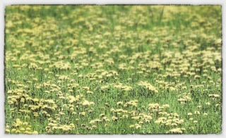 VIVERE SEMPLICE secondo natura 